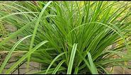 Carex Evercolor® Everillo, Everlime & Everoro (Sedge) // Three Great, Evergreen, Dwarf Grasses