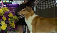 Collies Smooth | Breed Judging 2023
