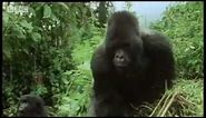 Remembering the first encounter with a silverback gorilla - - Attenborough - BBC wildlife