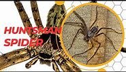 Huntsman Spiders Hidden Facts | Unveiling the Astonishing Truth About These Eight-Legged Wonders