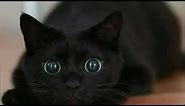 Funny Black Cats Compilation - You’ll Die Of Cuteness!