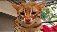 asian leopard cat albino t+