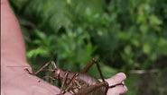 Giant Weta | The Heaviest Insect On Erath