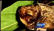 The Hoary Bat may become Hawaii's state mammal