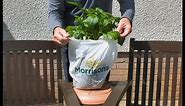 How to grow potatoes in shopping bags for an extended harvest. First look.