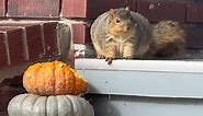 Morbidly obese squirrel packs on the pounds by eating pumpkins