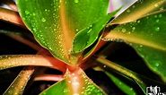 Mandarin Spider Plant: How To Grow This Exotic and Fiery Plant - Evergreen Seeds