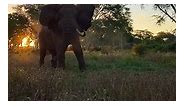 Incredible encounter with a wild elephant on foot, this is Africa!