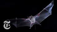 Bats That Prey Together | ScienceTake | The New York Times