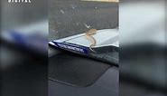 Men's screams go viral after a snake slithers out from vehicle's hood