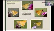 Identify butterflies: butterfly families and common species