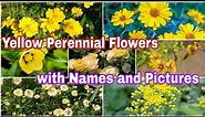 20 Yellow Perennial Flowers with Names and Pictures