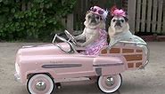 Cutest Pugs Drive Cars!
