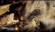 Hedgehogs Will Travel Great Distances at Night for a Meal | Into The Wild New Zealand | Smithsonian