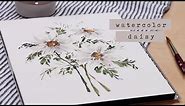 Watercolor Daisies | Tips and Tricks for PAINTING WHITE FLOWERS