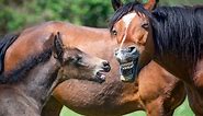 30 Horse Puns That Will Make You Whinny