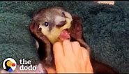 Orphaned Baby Otter Follows Kids Up From River | The Dodo Wild Hearts