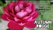 AUTUMN ROUGE ROSE plant by Hiroshi Ogawa ~2015 Japan Horiki Engei 長野県堀木園芸 バラ オータムルージュ