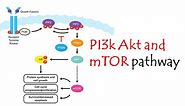 pi3k/akt/mtor pathway
