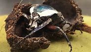 Derby's flower beetle | California Academy of Sciences