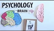 AP Psychology- The Human Brain