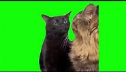 Black Cat Zoning Out | Meme (HD GREEN SCREEN)