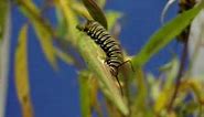 Life of a Monarch Butterfly, Time-Lapse