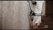 Beautiful Gypsy Vanner Horses - HANES Performance Horses