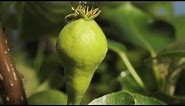 Pear flower opening to fruit swelling time lapse filmed over 8 weeks