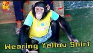 Have you ever seen......Chimpanzee to wearing Yellow Shirt