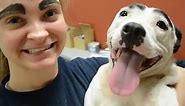 Shelter Dog Has The Best Eyebrows | The Dodo