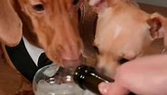 Breaking out the Dog Pérignon 🍾 🥂Happy New year! | Cute Dog