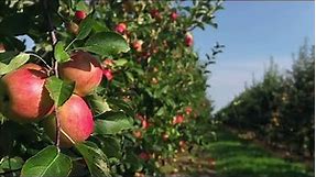 The South’s Best Apple Orchards | Southern Living