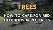 How to Care for Red Delicious Apple Trees