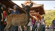 Nara Deer visit the temple - Japan: Earth's Enchanted Islands: Episode 1 Preview - BBC Two