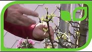 How to prune an older Malini tree (columnar apple tree)