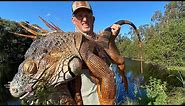 Massive IGUANA and Miracle Berry {Catch Clean Cook} Iguana Curry