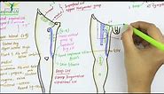 Lymphatic Drainage of Lower Limb | Anatomy