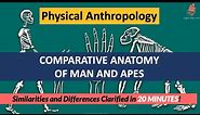 Comparative Anatomy of Man & Apes | Humans VS Apes: Similarity & Differences | Physical Anthropology