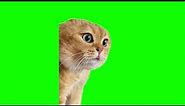 Green Screen Talking Cat Meme
