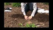 How to Plant Daylilies Video