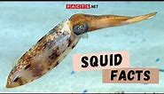 Squid Facts | More About The Giant Squids and Colossal Squids