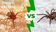 Wolf Spider vs Brown Recluse: Five Main Differences Explained
