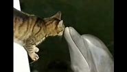 Cat and Dolphin are best friends - Cat and Dolphin at play - Friendlymusicman