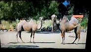 New hump day commercial....