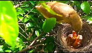 Streak-Eared Bulbul Feeding Their Chicks In The Nest (end) – Bird Feeding Baby (Bird Watching Ep24)