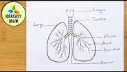 How to draw lungs - very easy for beginners || Lungs Drawing || step by step