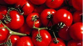 British Gardener Breaks His Own Guinness Record With Jaw-Dropping Tomato Plant