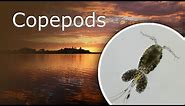 Copepods Cyclops Under a Microscope. Description, Habitat and Anatomy