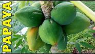 6 Tips How to Grow Papaya Perfectly in the Ground & Containers